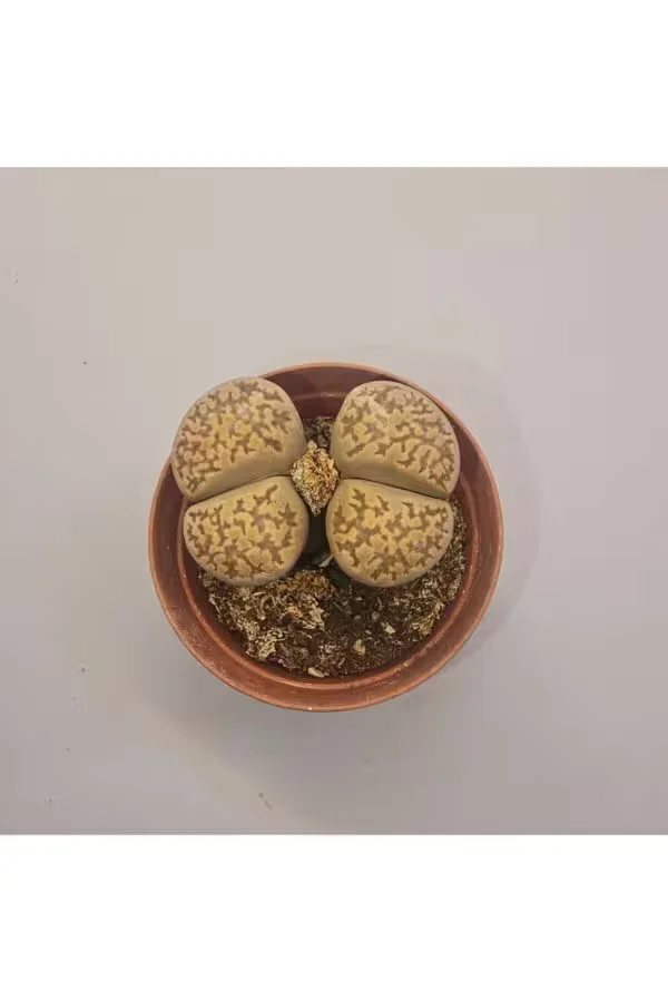 Lithops Taş Kaktüs 5,5lik Saksı