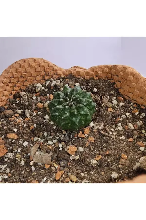 Gymnocalycium Mihanovichii İnermis Cristata