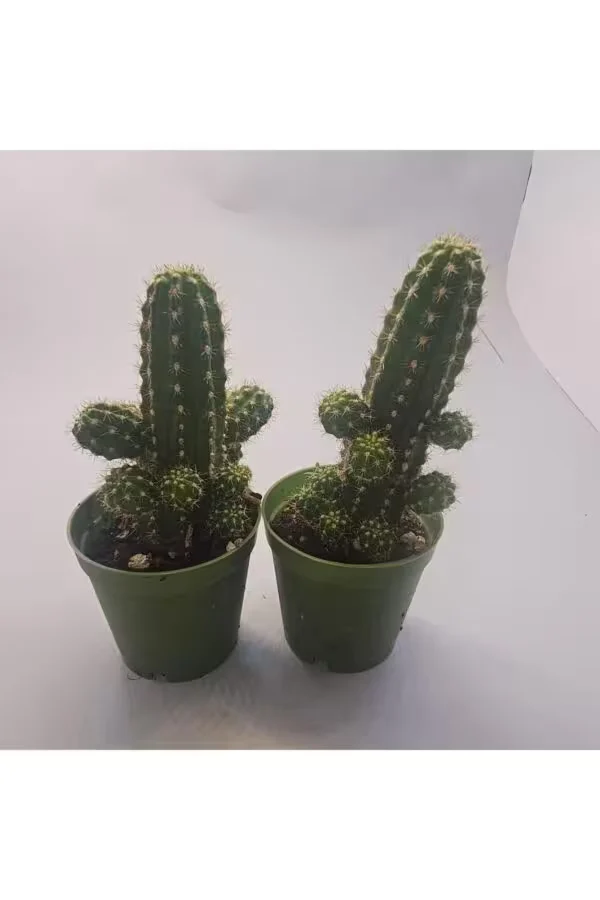 Echinopsis Chamaecereus Kaktüs 2 Adet 5,5lik Saksı