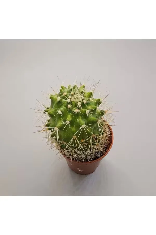 Ferocactuss 5,5lik Saksı