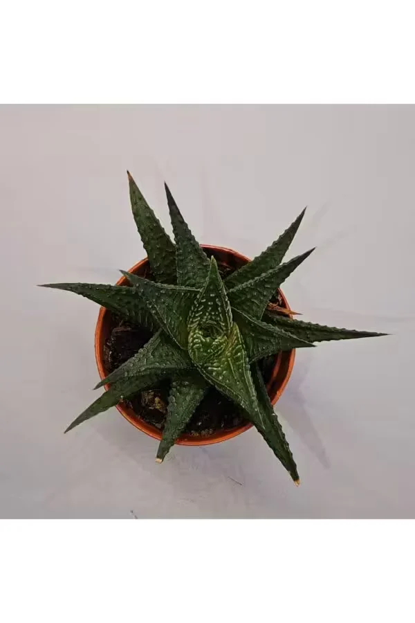 Haworthia Limifolia 5,5lik Saksı