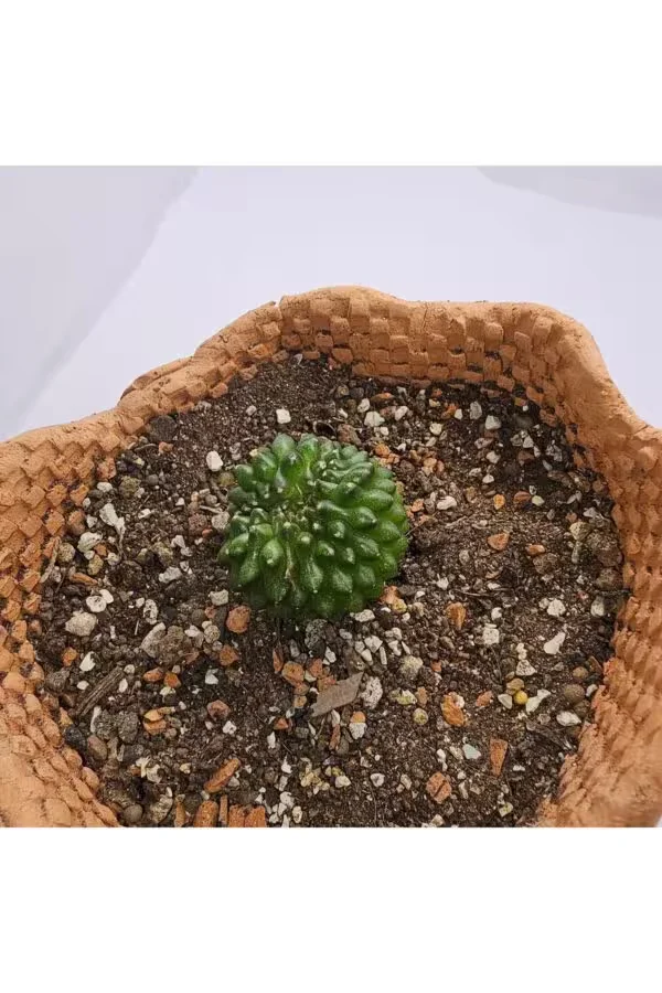 Gymnocalycium Mihanovichii İnermis Cristata
