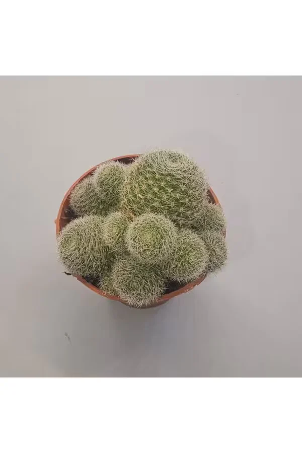 Mammillaria Kaktüs 5,5lik Saksı