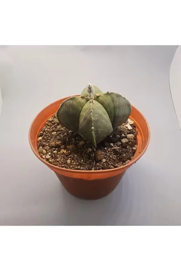 Astophytum Dev Boy 15,lik Saksıda Kaktüs