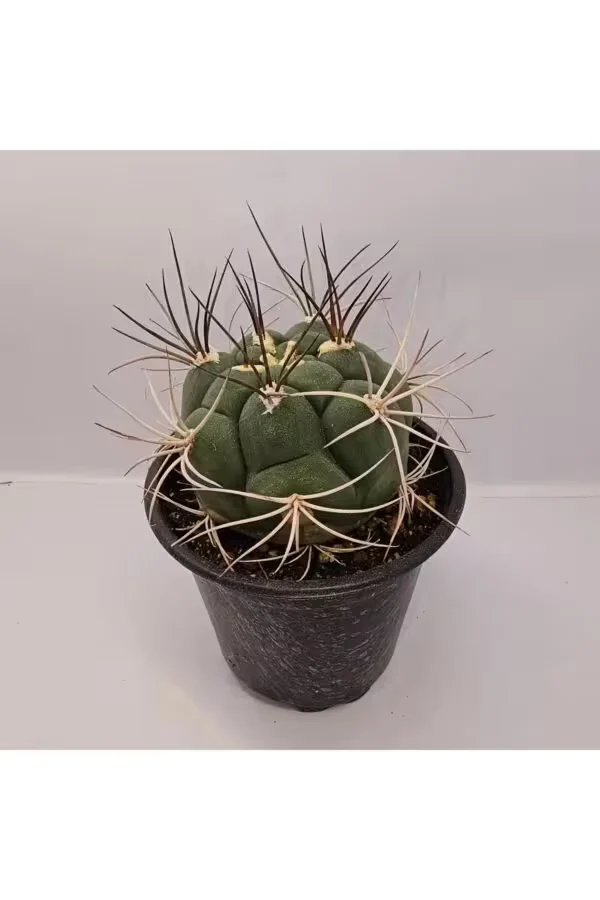 Gymnocalycium Saglionis 9luk Saksı Kaktüs