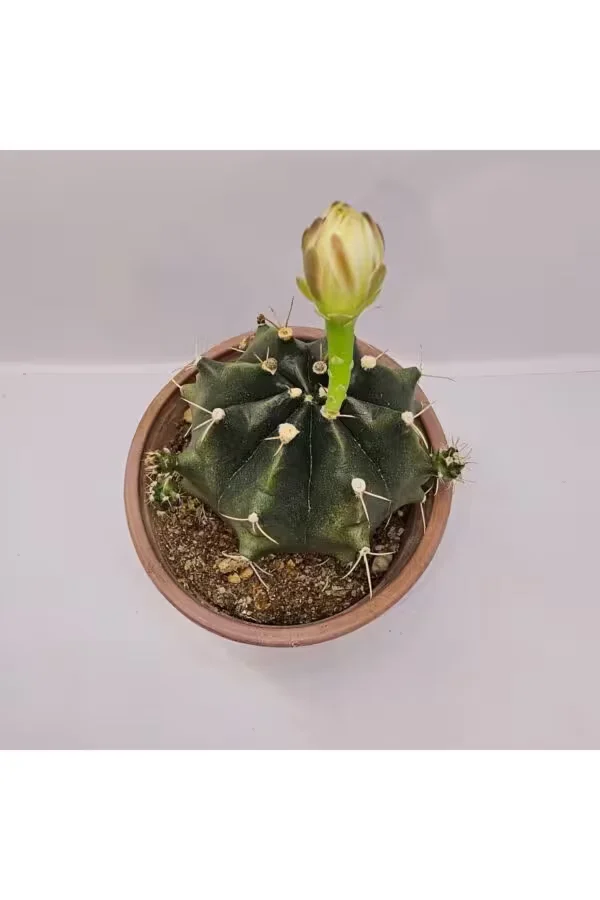 Gymnocalycium Saglionis 9luk Saksı Kaktüs