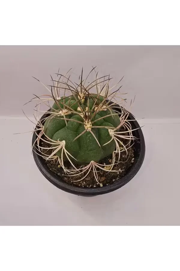 Gymnocalycium Saglionis 9luk Saksı Kaktüs