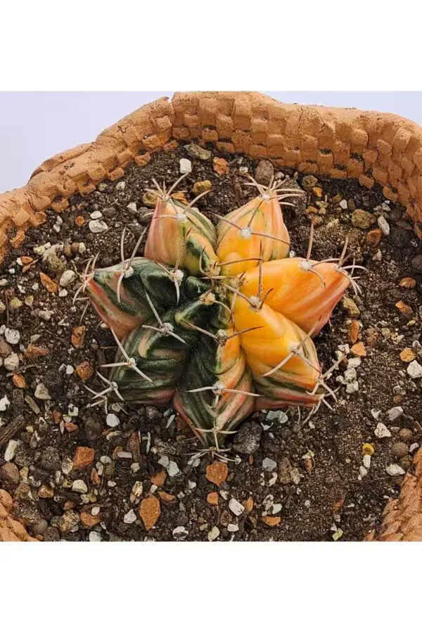 Gymnocalycium Mihanovichii Özel Koleksiyonluk Tür Kaktüs
