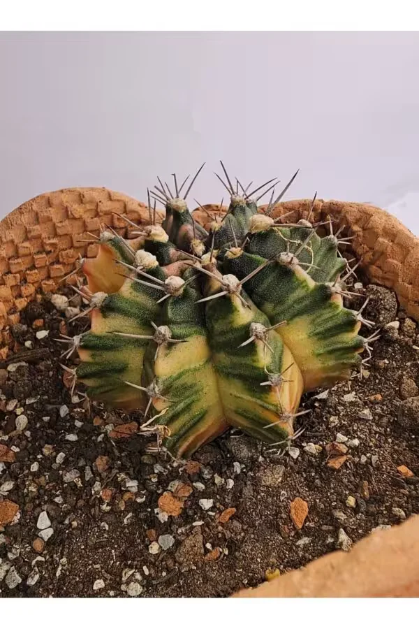 Gymnocalycium Mihanovichii Özel Koleksiyonluk Tür Kaktüs