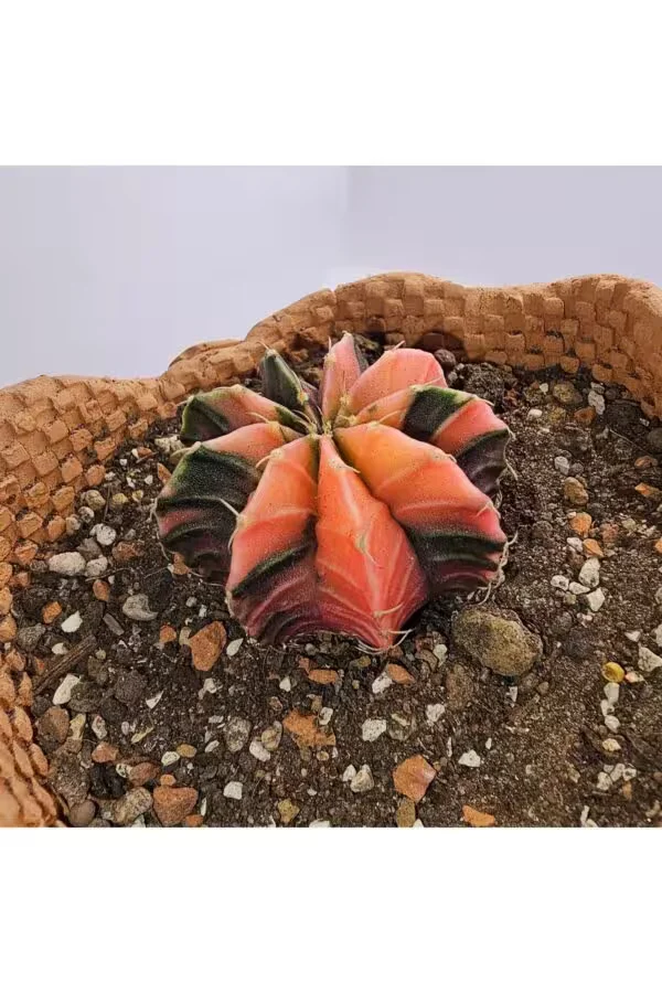 Gymnocalycium Mihanovichii Tek Diken Özel Tür Kaktüs