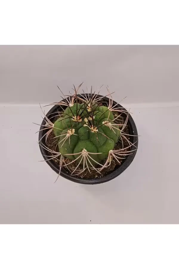 Gymnocalycium Saglionis 9luk Saksı Kaktüs