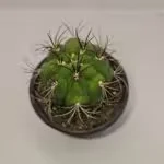 Next Product Image