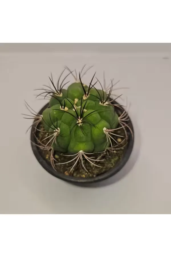 Gymnocalycium Saglionis 9luk Saksı Kaktüs