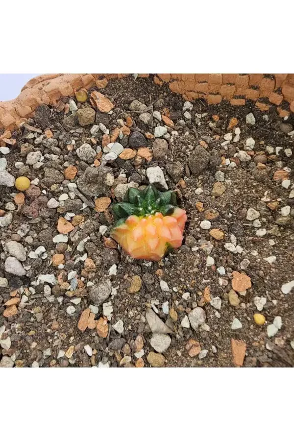 Gymnocalycium Mihanovichii İnermis Cristata Veriagata