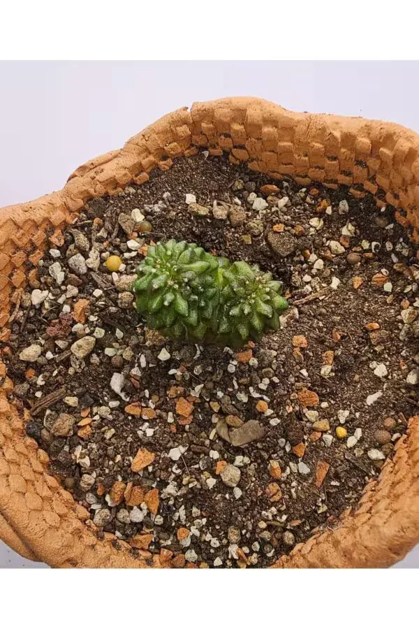 Gymnocalycium Mihanovichii İnermis Cristata