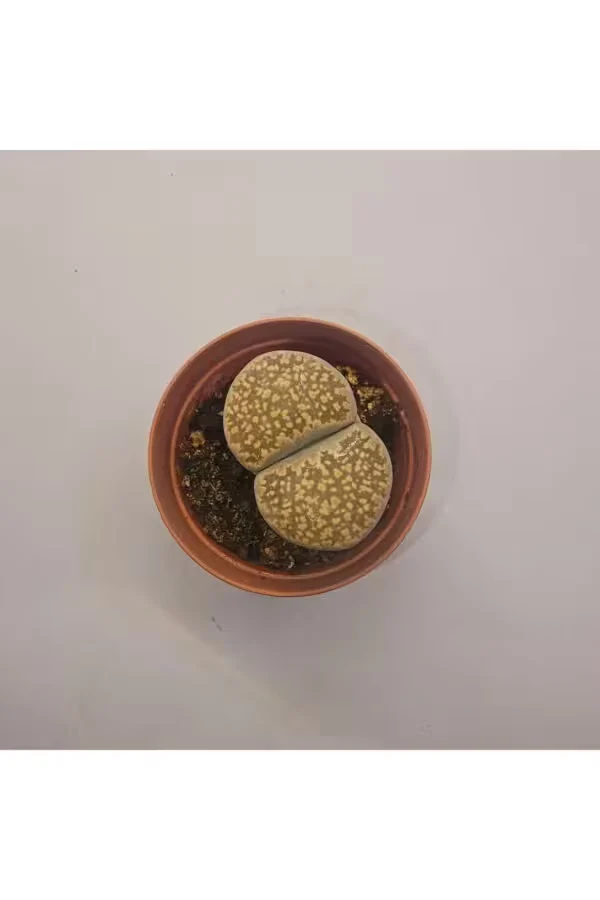 Lithops Taş Kaktüs 5,5lik Saksı
