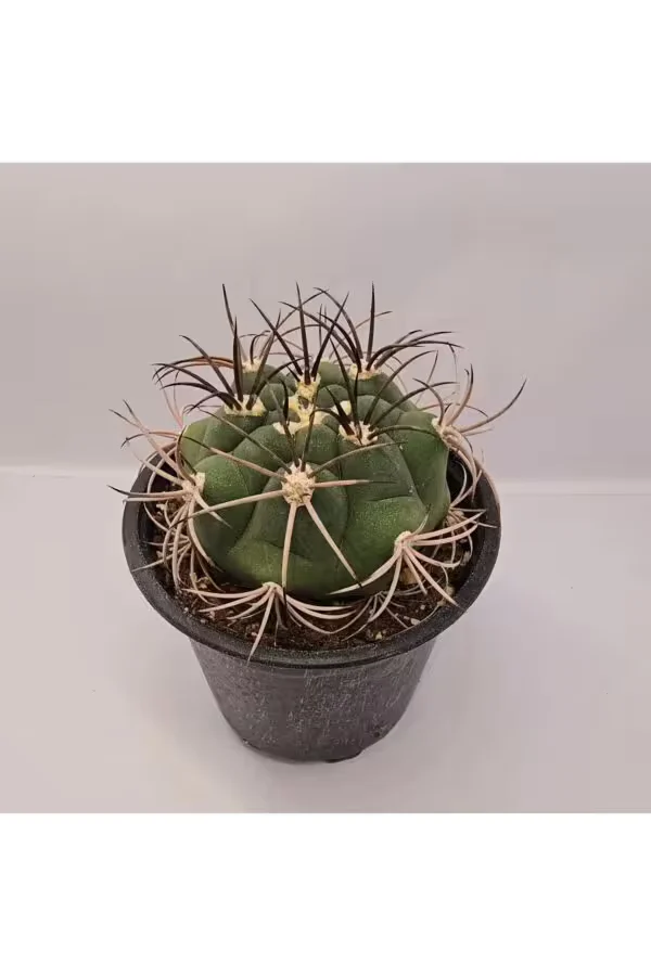 Gymnocalycium Saglionis 9luk Saksı Kaktüs