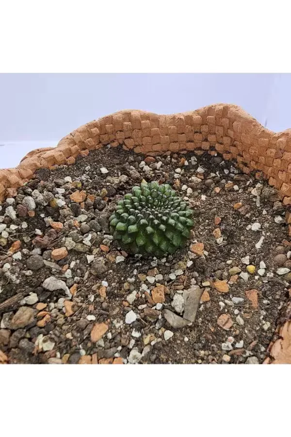 Gymnocalycium Mihanovichii İnermis Cristata