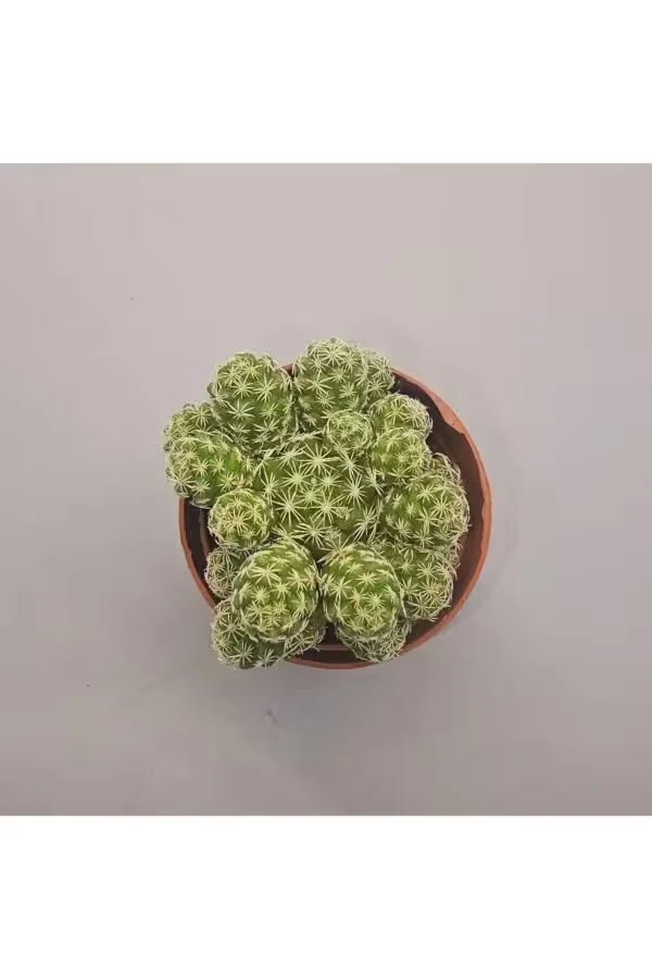 Mammillaria Vetula Kaktüs 5,5lik Saksı