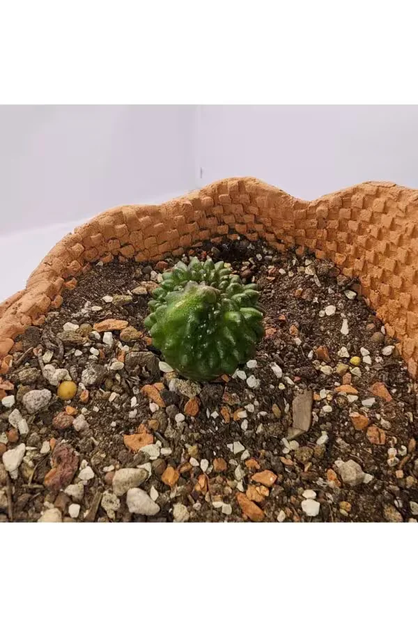 Gymnocalycium Mihanovichii İnermis Cristata