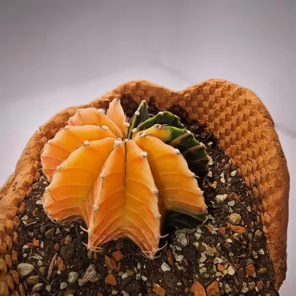 Gymnocalycium Mihanovachii