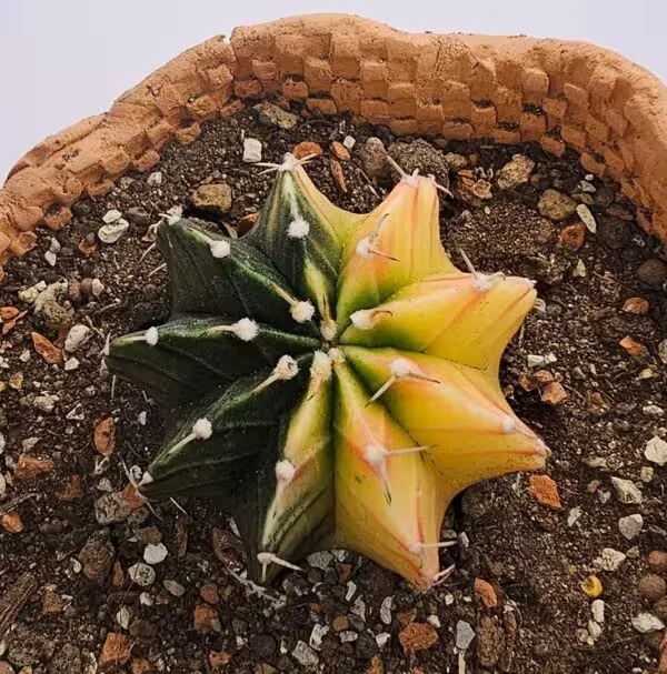 Gymnocalycium Mihanovichii