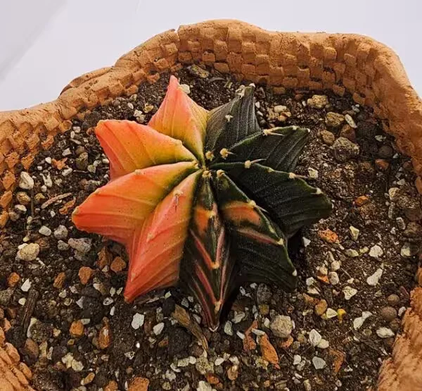 Gymnocalycium Mihanovichii