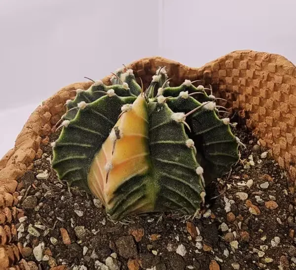 Gymnocalycium Mihanovichii