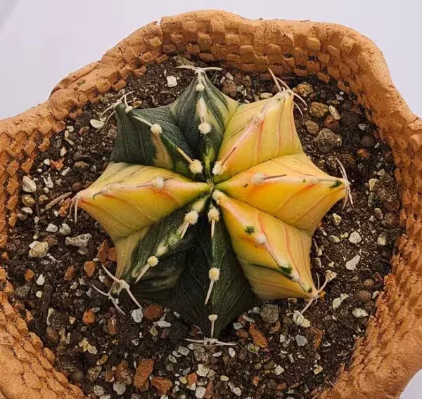 Gymnocalycium Mihanovichii