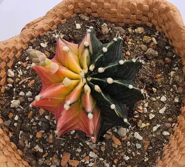 Gymnocalycium Mihanovichii