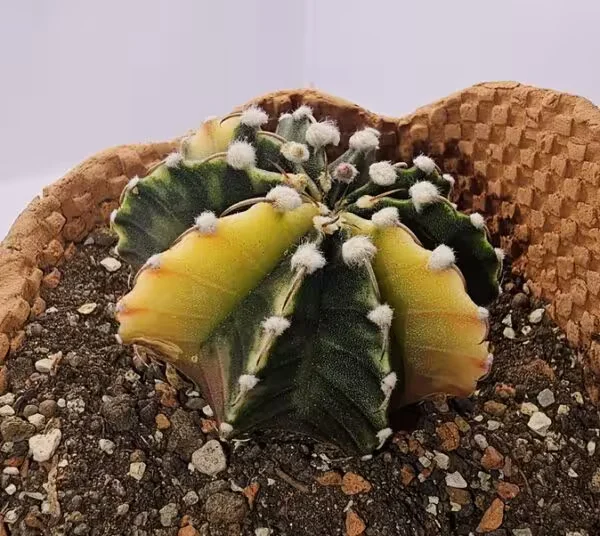 Gymnocalycium Mihanovichii