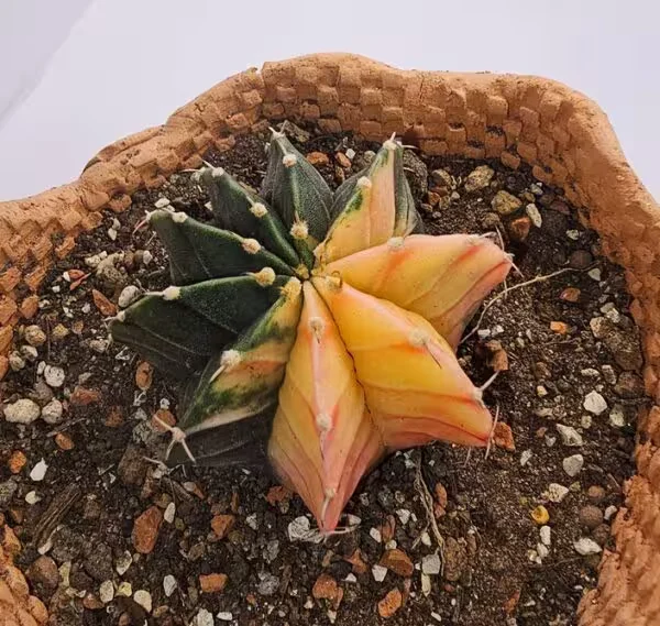 Gymnocalycium Mihanovichii