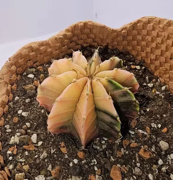 Gymnocalycium Mihanovichii