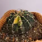 Next Product Image