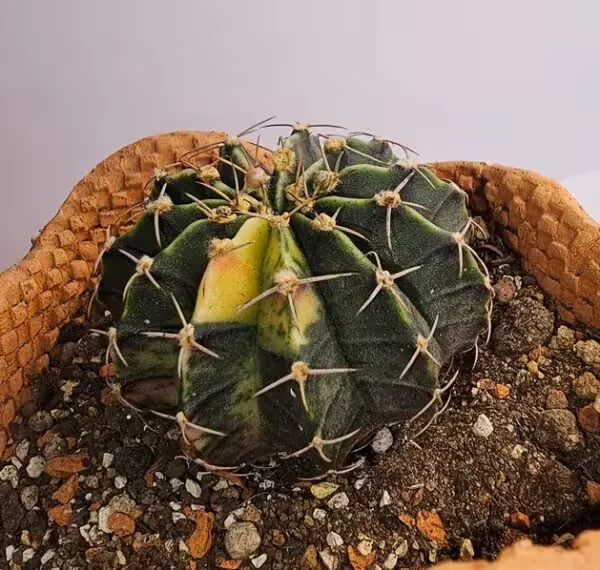 Gymnocalycium Mihanovachii
