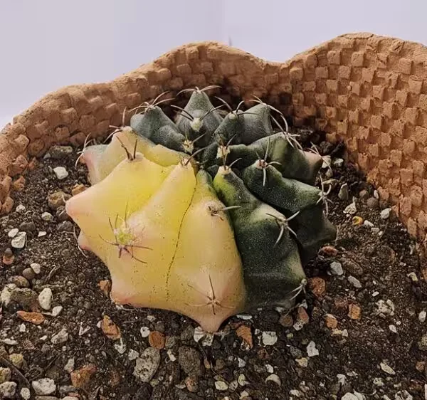 Gymnocalycium Mihanovachii
