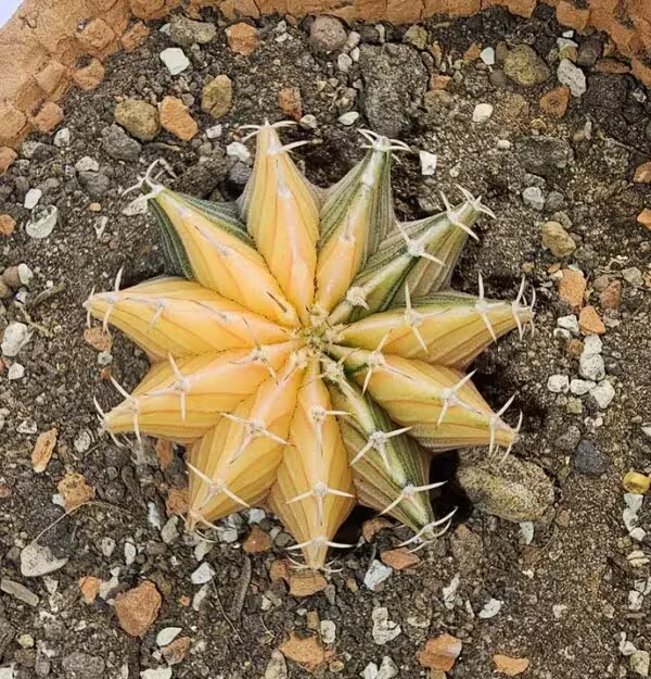 Gymnocalycium Mihanovachii