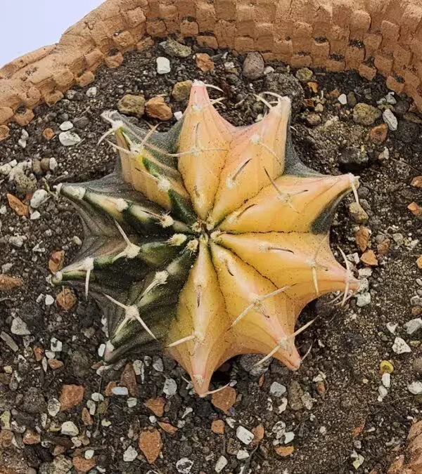Gymnocalycium Mihanovachii