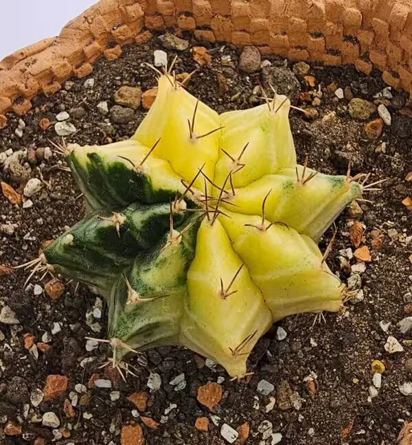 Gymnocalycium Mihanovachii