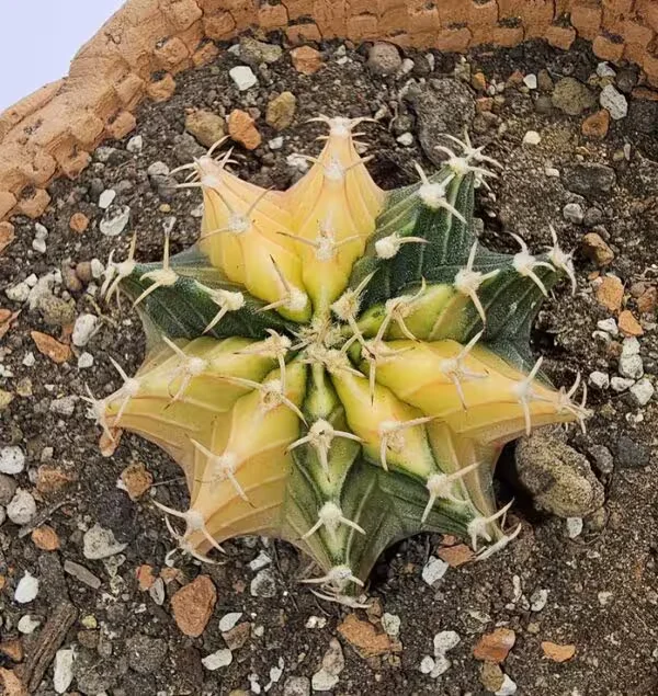 Gymnocalycium Mihanovachii