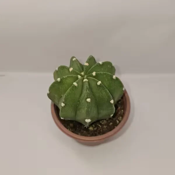 Echinopsis Subdenudata Kaktüs