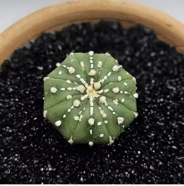 Astrophytum Asterias Nadir Özel Tür Kaktüs