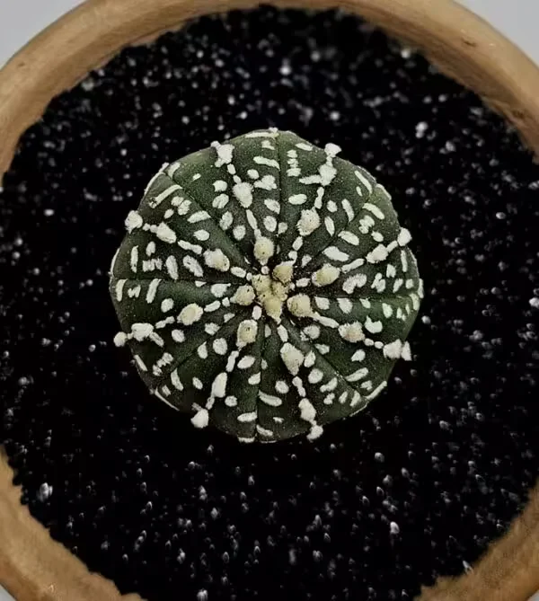 Astrophytum Asterias Nadir Özel Tür Kaktüs