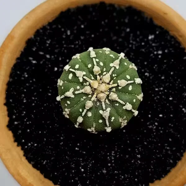 Astrophytum Asterias Nadir Özel Tür Kaktüs