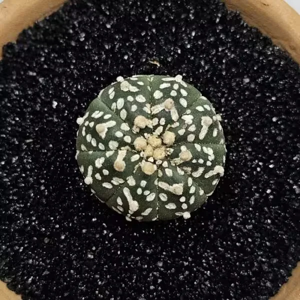Astrophytum Asterias Nadir Özel Tür Kaktüs