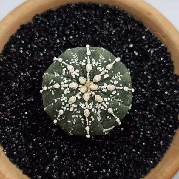 Astrophytum Asterias Nadir Özel Tür Kaktüs