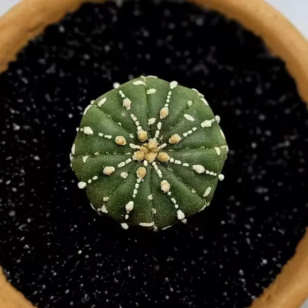Astrophytum Asterias Nadir Özel Tür Kaktüs