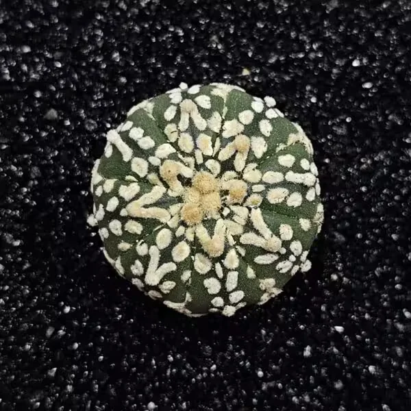 Astrophytum Asterias Nadir Özel Tür Kaktüs