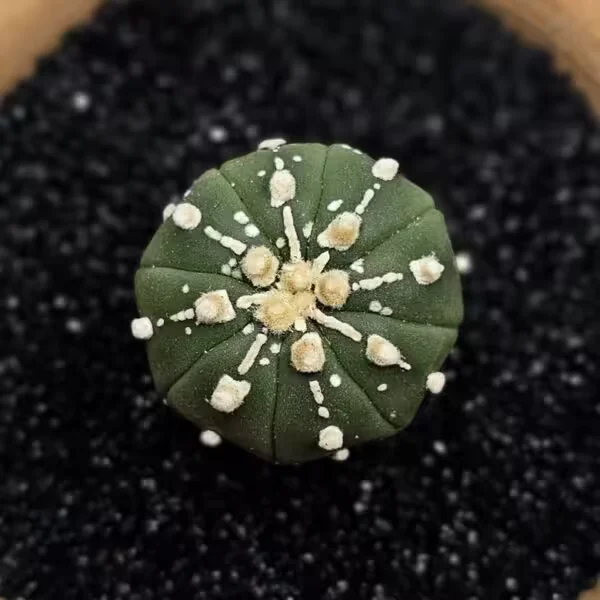 Astrophytum Asterias Nadir Özel Tür Kaktüs
