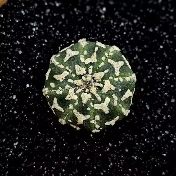Astrophytum Asterias Nadir Özel Tür Kaktüs